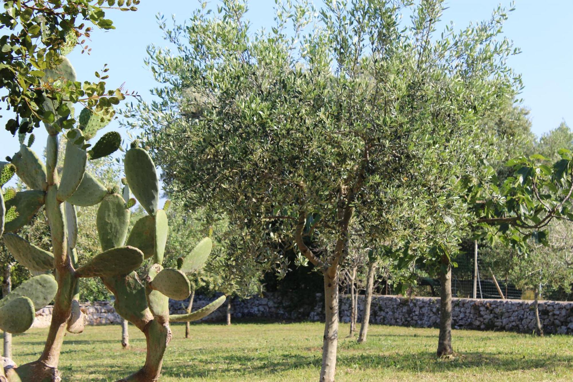Masseria Tolla ออสตูนี ภายนอก รูปภาพ